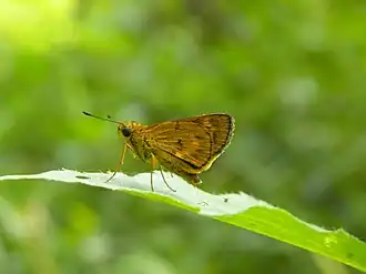 Potanthus pseudomaesa