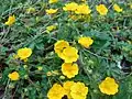 Potentilla crantzii