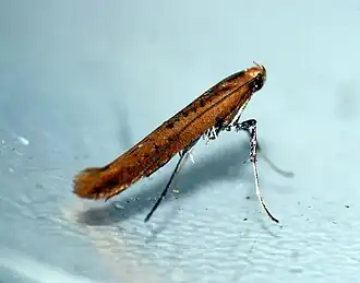 Fijngevlekte eikensteltmot