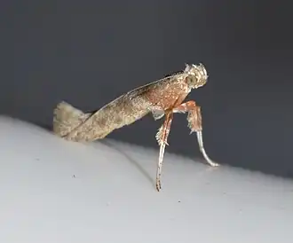 Povolnya quercinigrella