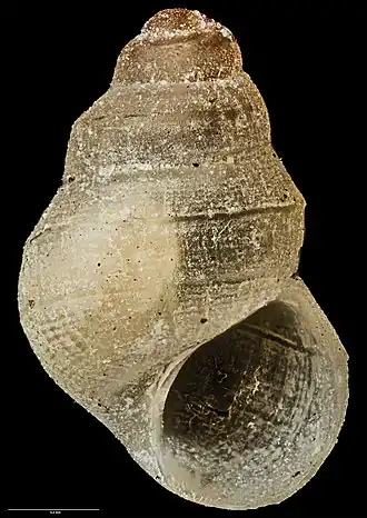 Powellisetia bilirata