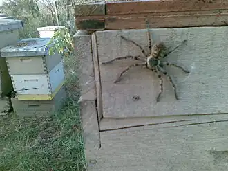 Polybetes pythagoricus