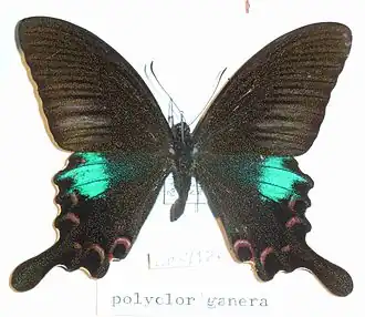 Papilio polyctor