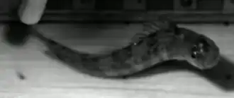 Praealticus labrovittatus