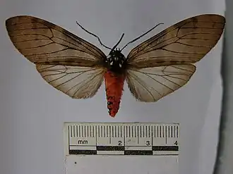 Praemastus albipuncta