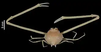 Praebebalia madagascariensis