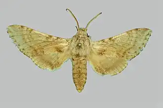 Praedora leucophaea