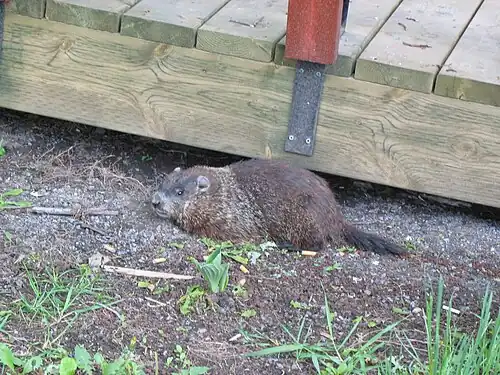 Prairiehond (Marmota monax)