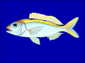 Pristipomoides argyrogrammicus