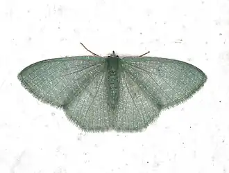 Prasinocyma vermicularia