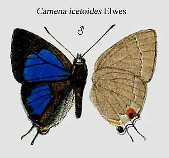 Ancema icetoides