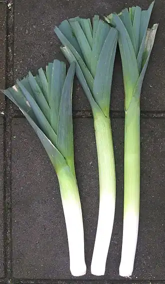 Winterprei 'Farinto'