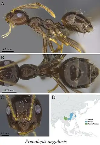 Prenolepis angularis