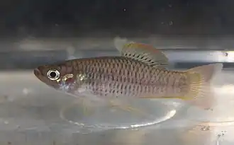 Priapichthys annectens