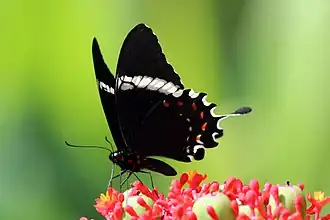 Papilio pelaus