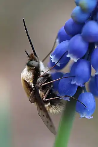 Gespikkelde wolzwever