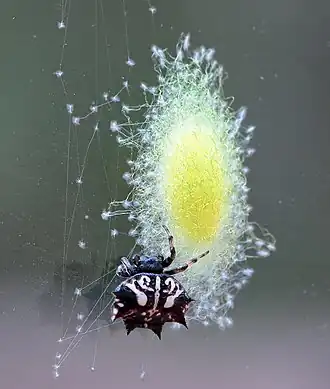 Gasteracantha sacerdotalis