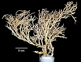 Primnoa resedaeformis