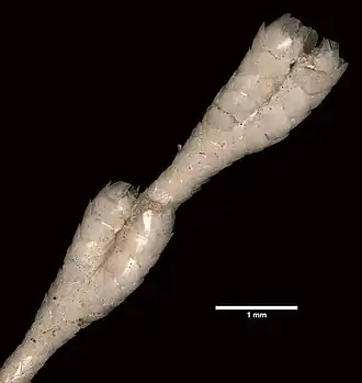 Primnoella polita