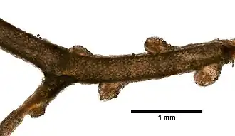 Stenisis humilis