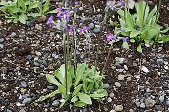 Primula scandinavica
