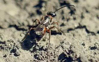 Kleine zaagpootspinnendoder