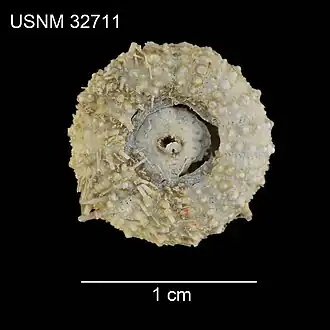 Prionechinus forbesianus