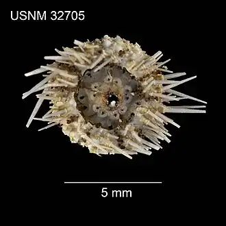 Prionechinus sculptus