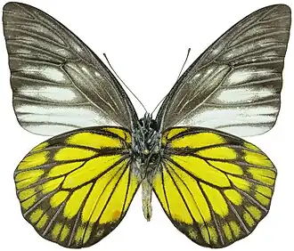 Prioneris cornelia