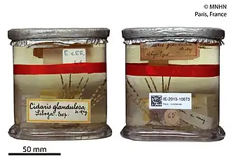 Prionocidaris glandulosa