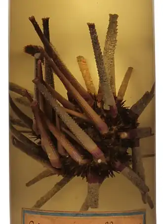 Prionocidaris pistillaris