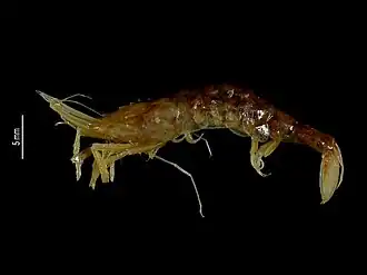 Prionocrangon paucispina