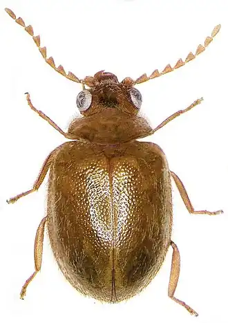 Prionocyphon serricornis
