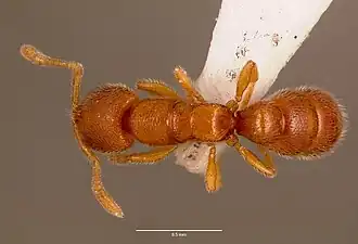 Prionopelta aethiopica