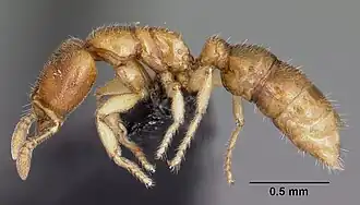 Prionopelta amabilis