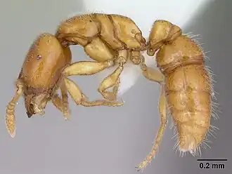 Prionopelta antillana