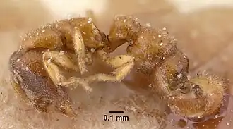 Prionopelta descarpentriesi