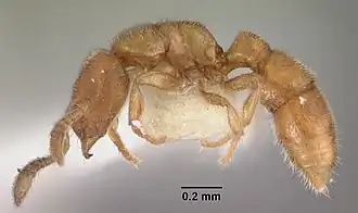 Prionopelta humicola