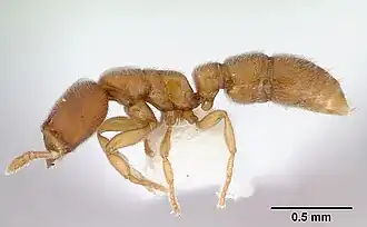 Prionopelta kraepelini