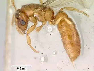 Prionopelta punctulata