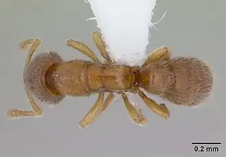 Prionopelta robynmae