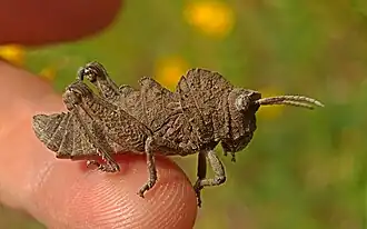 Prionosthenus galericulatus