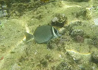 Prionurus biafraensis