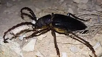 Mesoprionus besikanus