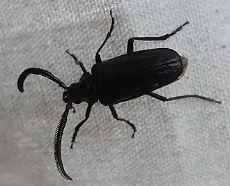 Prionus fissicornis
