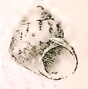 Priotrochus obscurus