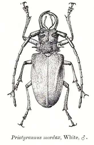 Priotyrannus mordax