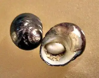 Prisogaster elevatus