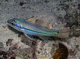 Pristiapogon exostigma