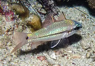 Pristiapogon fraenatus